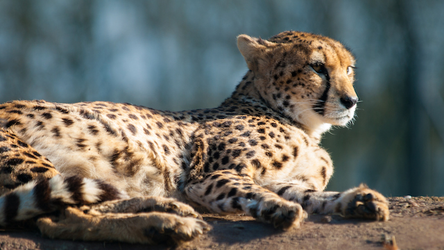 Cheetah referencing Feral's branding